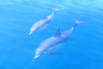 Common dolphin with calf