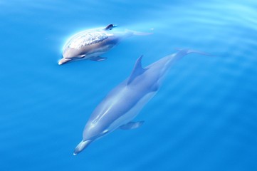 Naklejka premium Common dolphin with young