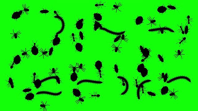 Swarm of arthropods, CG animated silhouettes on green screen, seamless loop
