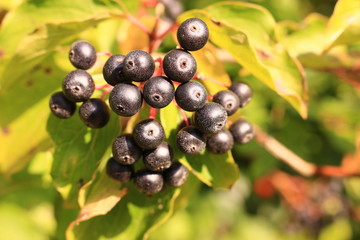 Beerenfrüchte des roten Hartriegels