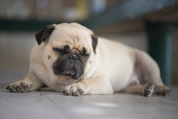 Obraz premium Pug Dog