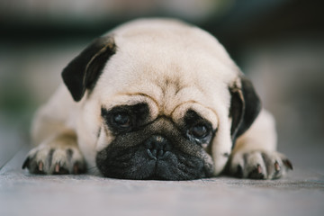 Obraz premium lovely lonely white fat cute pug dog laying on the floor making sadly face with home outdoor surrounding background under morning sunlight