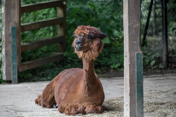 Young camel