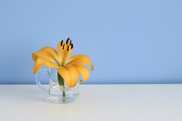 single orange lily in a grass of clear water, purity or freshness concept
