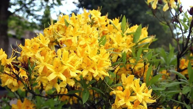 Daylillies (Hemerocallis) flowers growing in a churchyard in north west England.