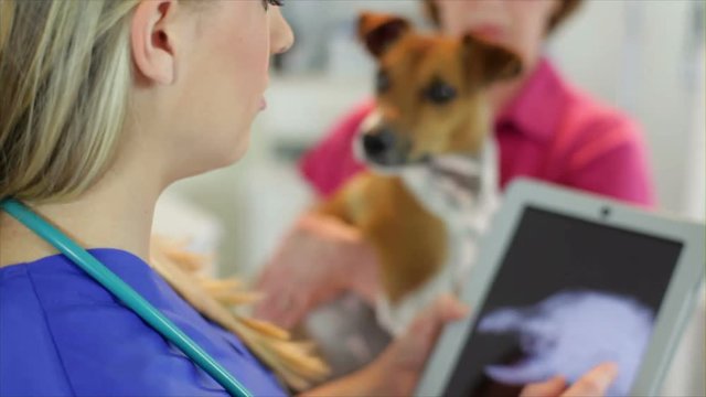 A Veterinarian Using An Electronic Tablet Pc To Explain Xray Of Canine Patient To Pet Owner. Over The Shoulder Rack Focus Shot.