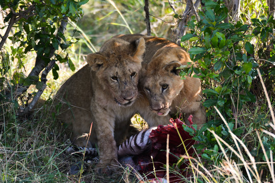 Lion cubs with zebra kill in Masaai Mara