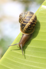 snail in a banana´s leaf