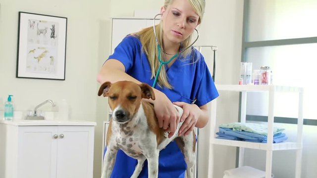 A pretty veterinarian listens to heart and breathing on small terrier dog.