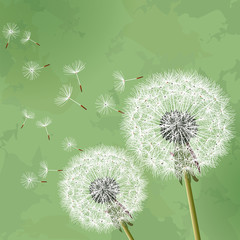 Vintage floral background with dandelion