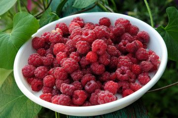 ripe juicy red raspberries on a white plate