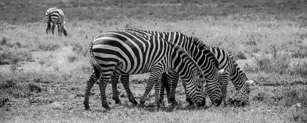 Fototapeta na wymiar Three Zebra grazing on the Serengeti Plains, Tanzania