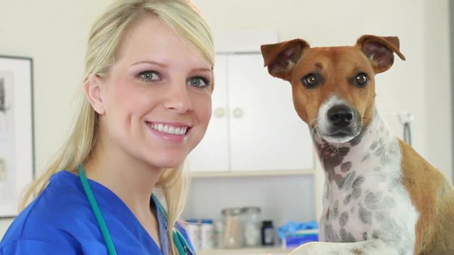 A pretty veterinarian playful interaction with terrier dog patient.