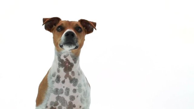 A curious Jack Russell terrier dog on a white backdrop reacting to something or someone off camera.