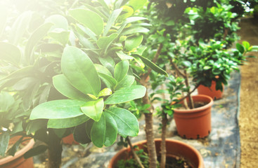 The plant in the greenhouse. Plants is a hobby which soothes.