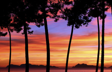 silhouette of trees at sunset in the beach