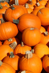 Speisekürbisse, Schnitzkürbisse