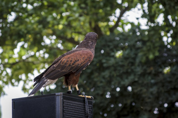 Retrato del águila Harrier aislado en el fondo desenfocado. Primer plano de águila Harrier. Águila de caza. Águila posando. Fondo de pantalla.