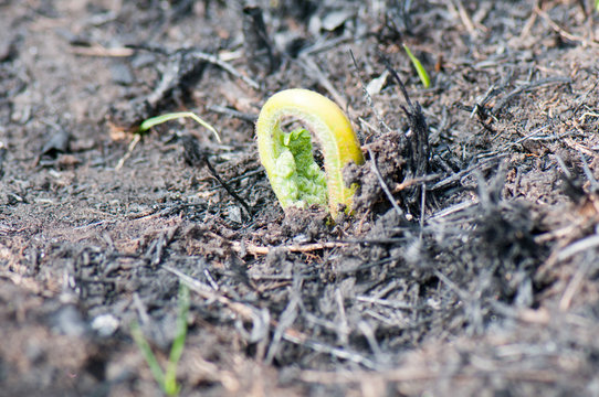 Green shoot after forest fire