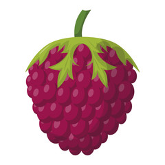 Ripe raspberry vector illustration.