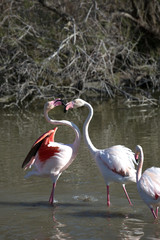 flamants roses en camargue - france