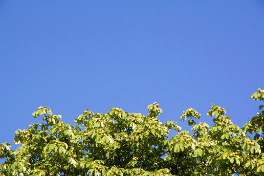 Close-up view on chestnut tree against a blue sky with copyspace space