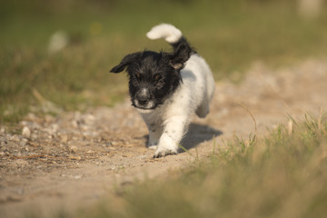 puppy runs - jack russell terrier
