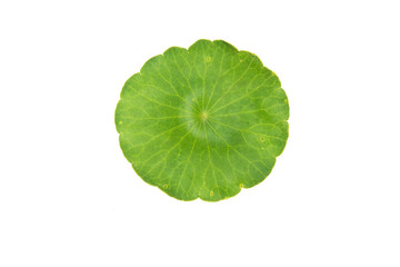 Fototapeta na wymiar green asiatic pennywort isolated on white background