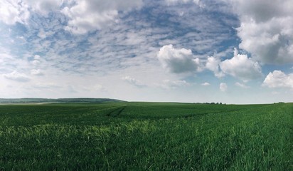 green wheat field panorama. harvest concept
