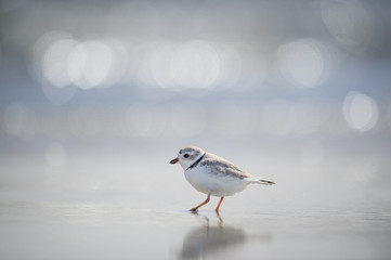 An endangered Piping Plover searches for food by probing its foot into the wet sand along the shoreline.