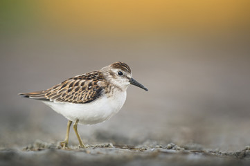 A Least Sandpiper stands in a muddy dried up puddle in soft morning light with a smooth background.