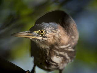 A Green Heron looks at the camera as the morning sun creates a spotlight effect on its head.