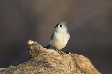 Fototapeta premium A Tufted Titmouse perches on a dead tree log in the early morning sunlight.