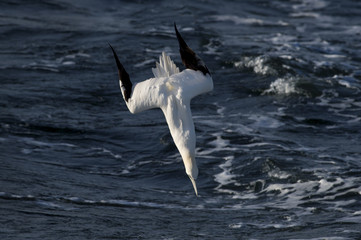 A Northern Gannet folds its wings back as it dives directly into the ocean in search of food on a sunny day.