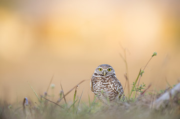 A Florida Burrowing Owl looks on with its bright yellow eyes on a sunny evening.
