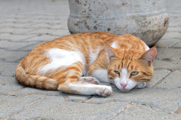 Red cat lies on a stone pavement