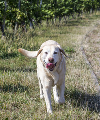 labrador dog enjoys vinyards