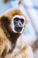 Obraz premium monkey portrait, Gibbon