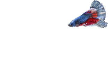 Fototapeta premium Siamese Betta fish or fighting fish