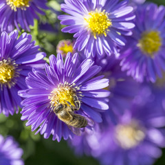 violet autumn aster with bee searching for pollen