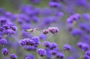 A Ruby-throated Hummingbird hovers in front of a bright purple flower in a garden filled with flowers.