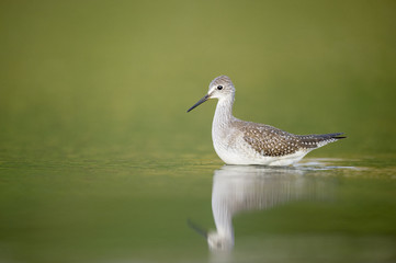 A Lesser Yellowlegs wades in the shallow water early in the morning against a soft green background with a reflection.