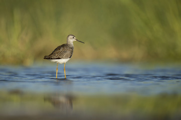 A Greater Yellowlegs wades in the shallow water in search of food on a bright sunny morning.