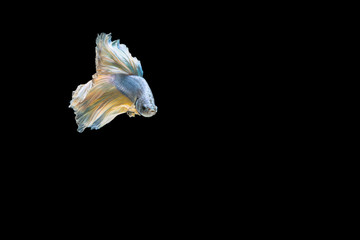 Siamese Betta fish or fighting fish