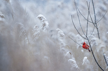 A male Northern Cardinal perches on a branch on a cold snowy day in winter.