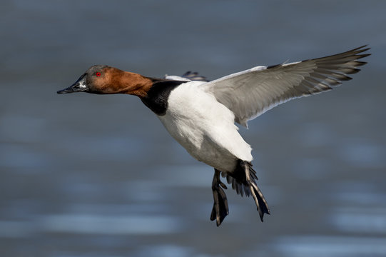 A drake Canvasback duck with its wings out and feet down coming in for a landing on an icy river on a sunny day.