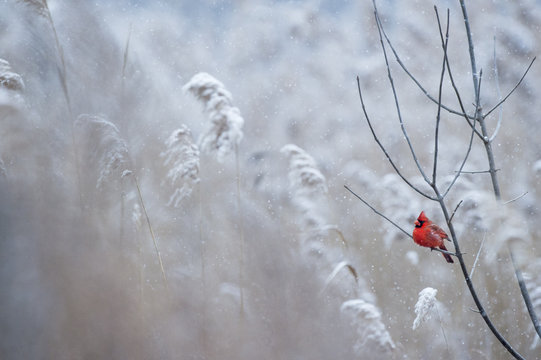 A male Northern Cardinal perches on a branch on a cold snowy day in winter. - Powered by Adobe