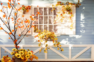 Marple tree with orange leaves in front of wooden house in Florida. Autumn time