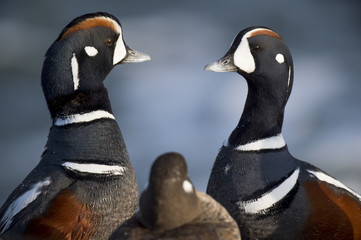 A pair of male Harlequin ducks challenge each other in front of a female trying to win her affection.
