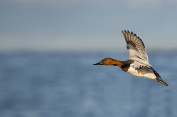 A male Canvasback duck flies in front of a blue river and sky on a sunny afternoon.